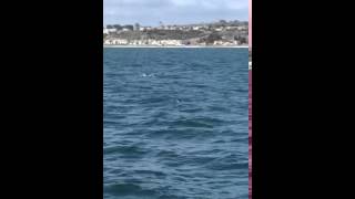 Whale watching Dana Point, California