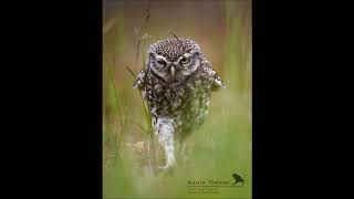 Have You Seen Owls Walking? It’s The Funniest Thing Ever!