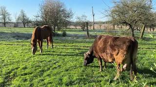 Horse and Cow Have Grass Eating Competition For Breakfast: Who Wins?