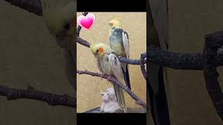 Угадайте кто самец, а кто самка? #cutebirds #cockatiel #CockatielCompanion #FannyCockatielShorts