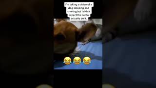 #funnyvideo #dogfunnyvideos #trendingvideo #viral #shorts