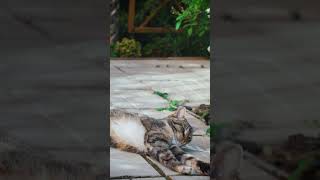 Cute Naughty African Cat #cat #viral #trending