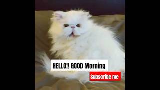 Cute Kitten Morning 🤩 #cat #cute #viral #funny #shortvideo #short #shorts #goodmorning #kitten