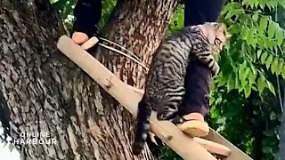 Cat stuck in tree for a few days holds on tight to rescuer's leg