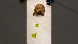 Feeding Time: Hungry Tortoise Eats a Healthy Meal of Lettuce!