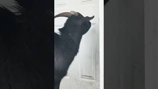 Goat keeps trying to go inside my house#animallover #goatlovers #farmlife #funnyvideo #hobbyfarming