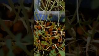 Black gram microgreen after 15 days#kala chana#microgreen#shorts