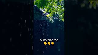 Nature lover brings you || Vo pahli si barish ban ke || #naturelover #naturevideography #shorts