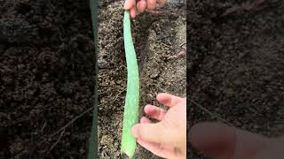 Try growing aloe vera using a smart method #shorts