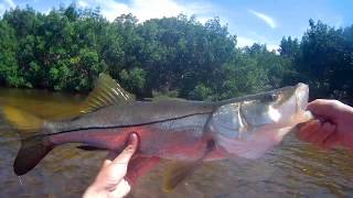 SEARCHING Mangroves for Snook in northern St. Pete