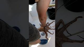 OCTOPUS🐙🐙 nos visita⚠️Día de mucha actividad en superficie🔥🔥