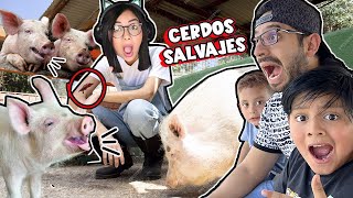 Los Cerdos Salvajes Atacan a Mama en el Zoológico | Family Juega