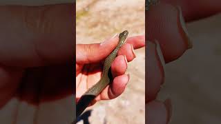 This beautiful snake lives next to agricultural fields and feeds on mouse and insects#snake #iran