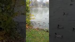 Ducks fighting for food in the lake