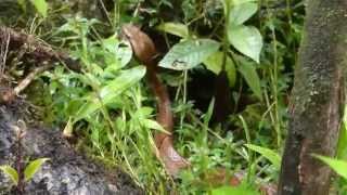 Bothrocophias microphthalmus pit viper, Ecuador