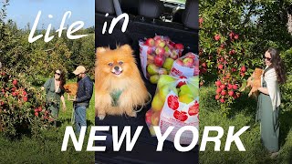 Apple picking // Cozy fall NYC vlog 🍂🍎