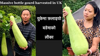 5Kg bottle gourd grown in a small container 😲😲😍👍🏻  #shorts