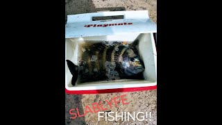 SHEEPSHEAD CATCH AND CLEAN #fypyoutube #sheepshead #fishing #explorepage