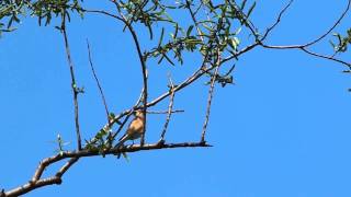 Common Linnet (Carduelis cannabina)?