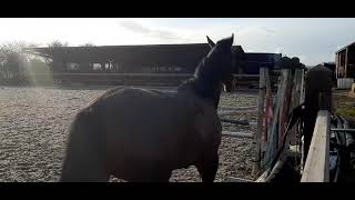 Jack having fun  🐎