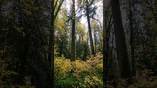 A rainy autumn afternoon in a legacy forest. #nature #fallcolors #autumn