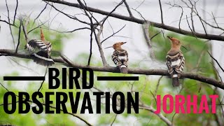 Bird observation || African Hoopoe || beautiful bird ||