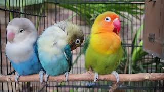 Blue Love bird , 3 love birds in one cage, blue parrot. #3birdsinacage #3lovebirdsinonecage