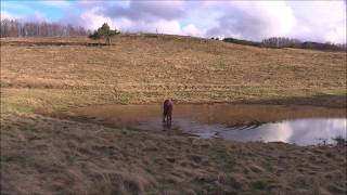 Lago Pratignano e cavalli