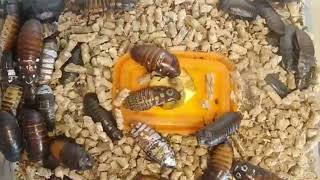 Banana Eating Cockroaches | Time lapse  | Roach VS Banana 🍌