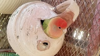 A Special Cage for Australian Birds in Saudi Arab || birds with egg