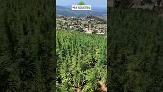 INSANE Amount Of Weed In The Rif Mountains #morocco #shorts #explore #travevlog #africa #marrakech