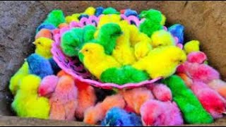 VERY PLEASANT!! Find colorful chicks in the garden