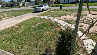 Monarch Butterfly Fluttering Around Milkweed Plant