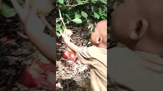 ngemil rambutan ditengah hutan #kalimantan #sawit #sawitkalimantan #anakindonesia