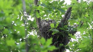 Coopers Hawks, Martin L. Dobkin Community Park, Mississauga, 06/21/23