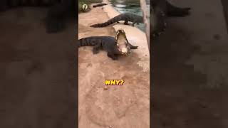 This Crazy Guy Hits Crocodiles With A SHOVEL?!