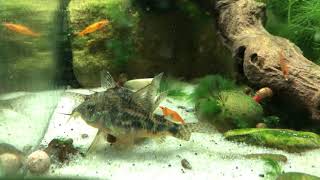 Corydoras paleatus carrying her eggs