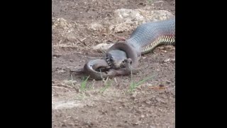 DEADLY Poisonous Snakes do Battle!!!!