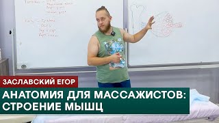 Анатомия для массажистов. Строение мышц. Заславский Егор