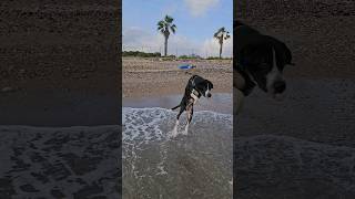 EL PERRO Y EL MAR