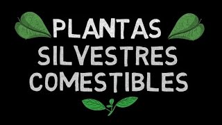 PLANTAS SILVESTRES COMESTIBLES - Lista y propiedades