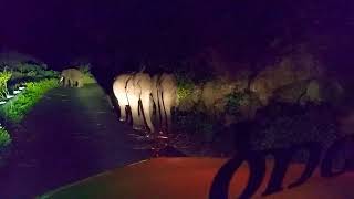 Mother Elephant Protecting Calf from SE Lorry Uphill on full load 😅😅