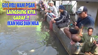 FULL..KUPAS TUNTAS BORONGAN KOLAM KECIL IKAN MELIMPAH‼️MAS DAN NILA