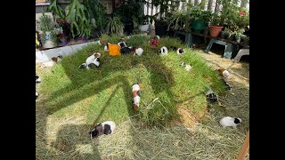 GUINEA PIG MOUNTAIN  baby surprise