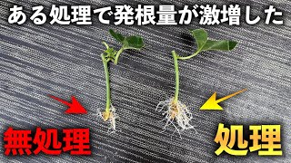 【挿し木】 とても簡単な「ある処理」をするとドバドバ「発根」して驚いたが捨てました。