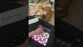 Midnight Children | Music on the Launchpad with my Dog