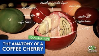 The anatomy of a coffee cherry - various layers