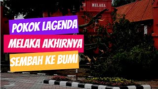 #SHORT POKOK ICONIC NEGERI MELAKA AKHIRNYA SEMBAH KE BUMI