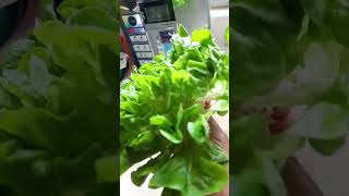 #organic Green Oakleaf #lettuce