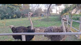 Ostriches in the park and their eggs on the ground #ostrich #animals #birds #wildlife #love #nature